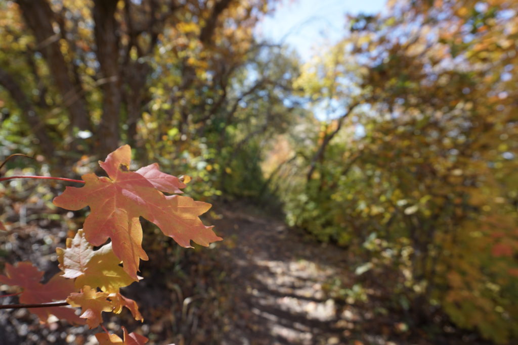 Picture of a leaf in focus while the yellow forest background is fuzzy.