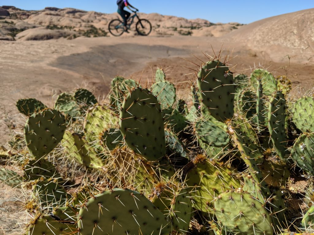 Cacti, with hills and biker in background.