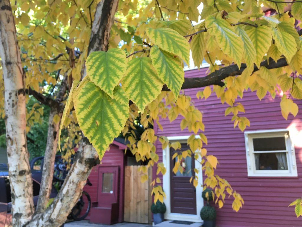 A tree with yellow leaves