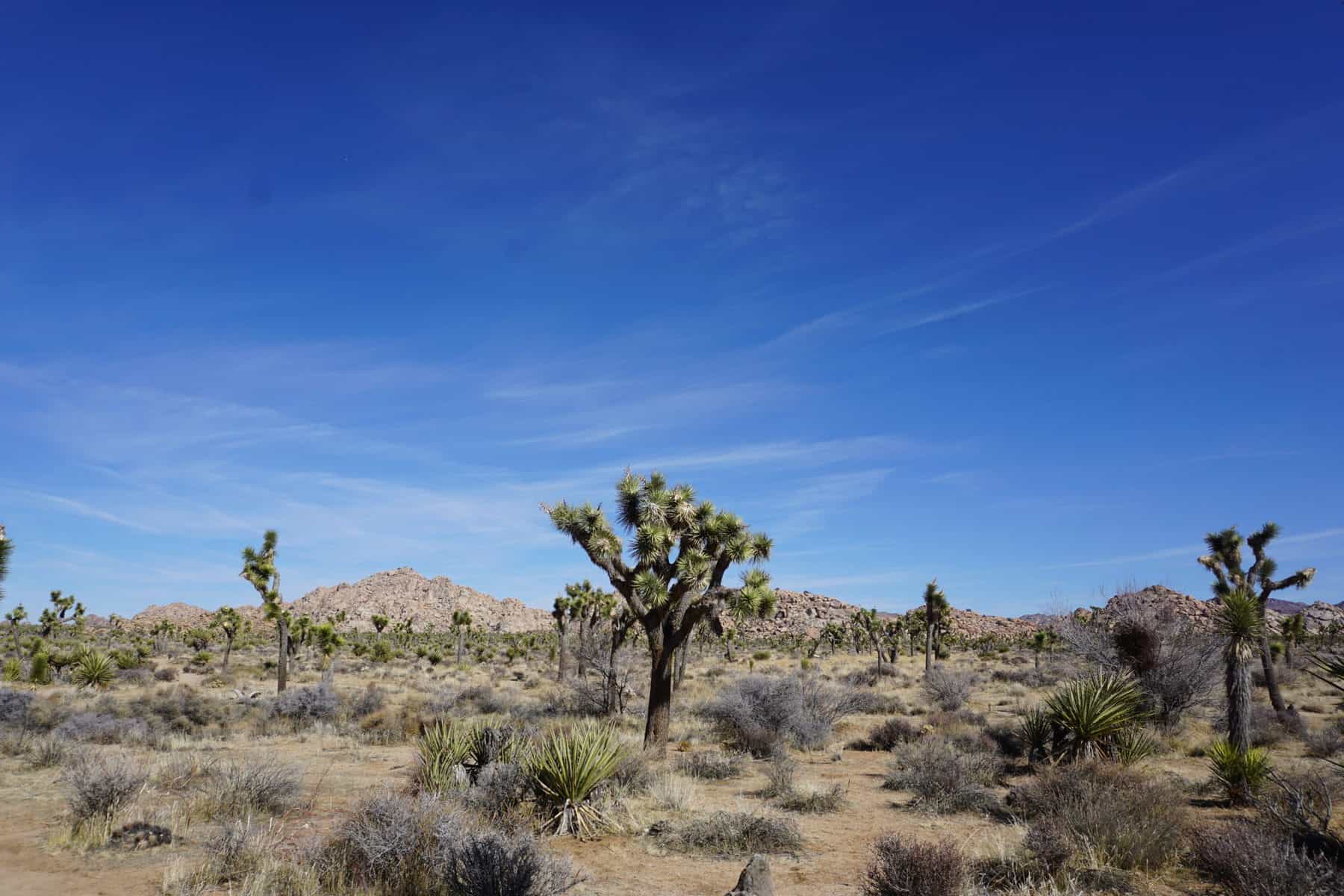 Joshua Trees across the desert floor